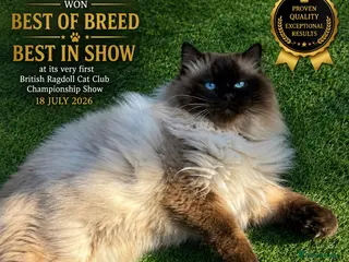 Ragdoll cats 🏆 Award-Winning Offspring, GCCF & TICA Seal Point - Advert 3