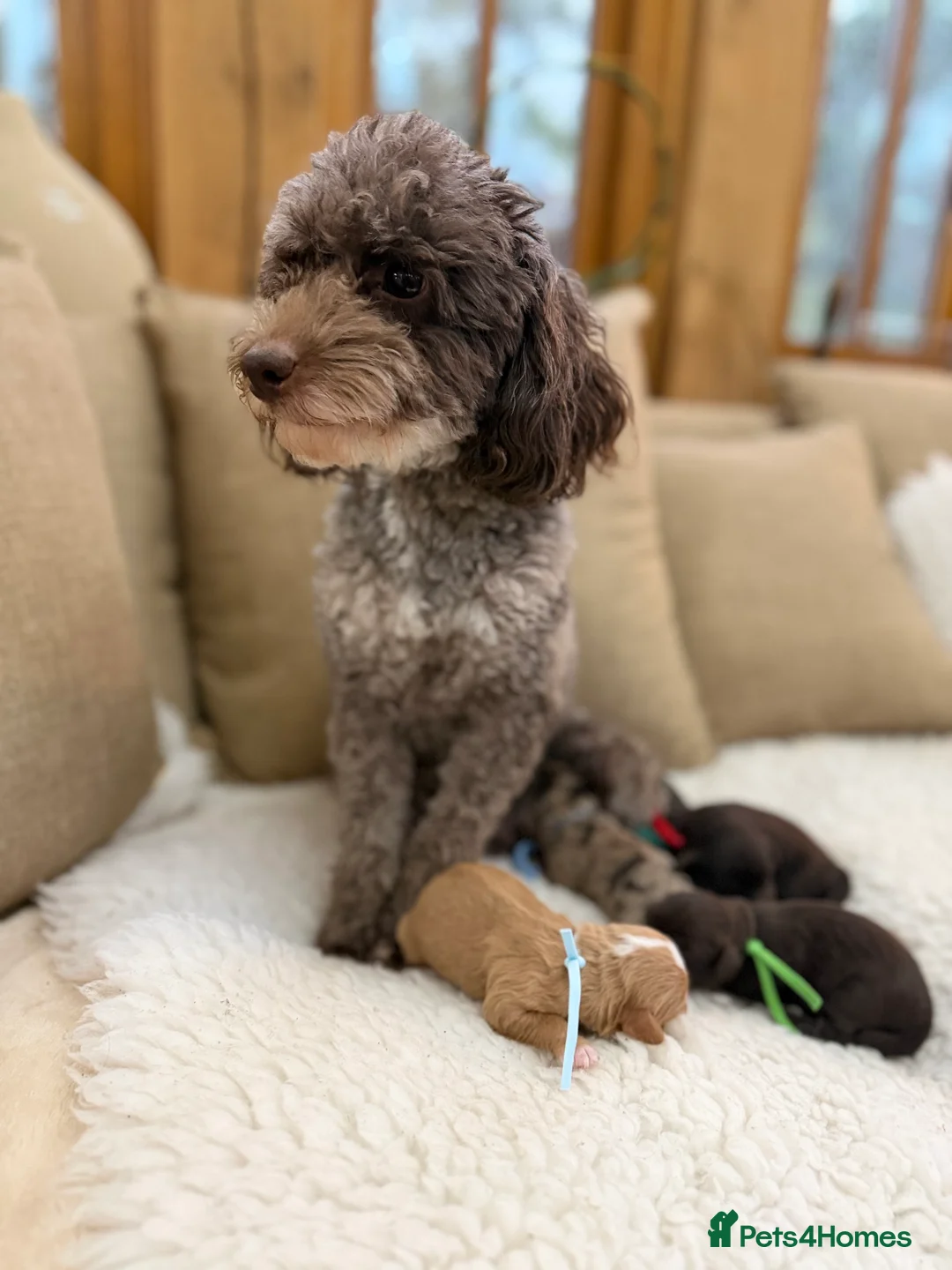 Cavapoo dogs for sale: F1 E ** tensively health tested cavapoos  - Advert 2