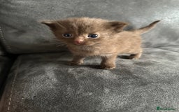 British Shorthair cats for sale: Kittens British shorthair mixed  - Image 19