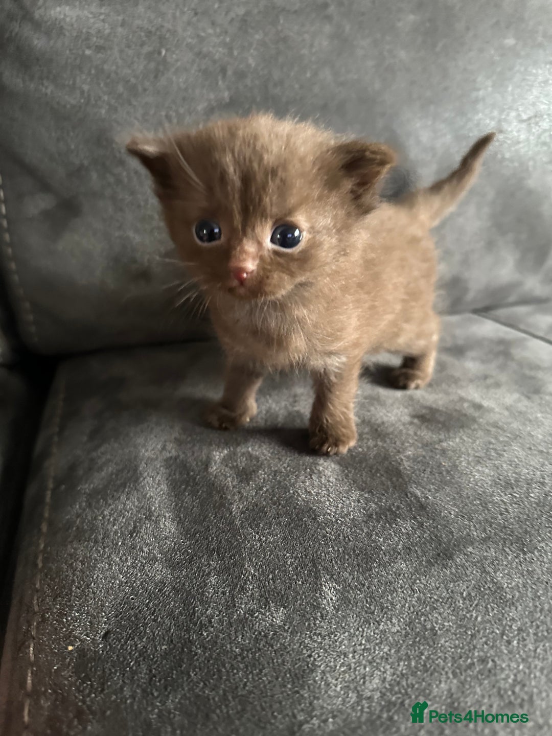 British Shorthair cats for sale: Kittens British shorthair mixed  - Image 19