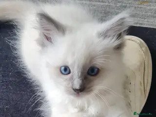 Ragdoll cats Ragdoll kittens for sale - Advert 9