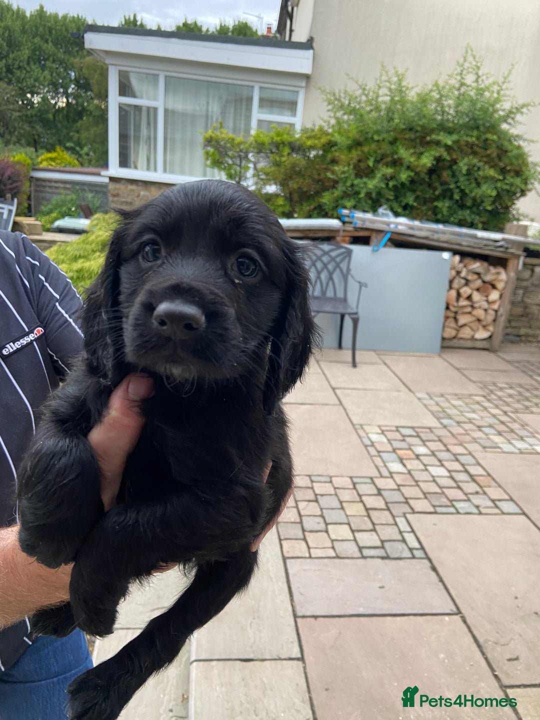 Cocker Spaniel dogs for sale: Working Cocker Spaniels with fabulous pedigree. in Glossop - Image 9