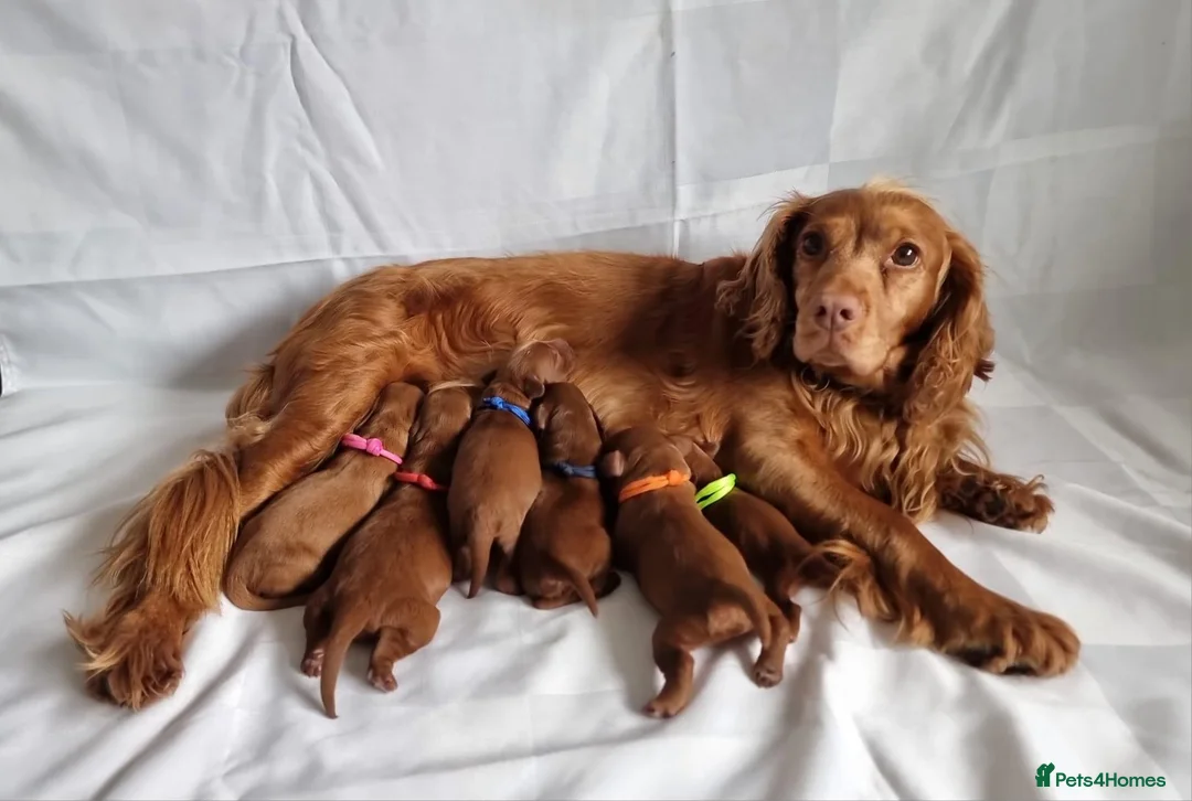 Cockapoo dogs for sale: F1 Cockapoo puppies fully DNA tested parents  - Advert 1