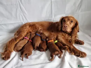 Cockapoo dogs F1 Cockapoo puppies fully DNA tested parents - Advert 11