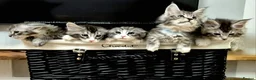 Maine Coon cats for sale: 🎀 GCCF Pedigree Maine Coon Kittens - Advert 5