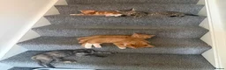 Mixed Breed cats for sale: Kittens for sale  - Advert 3