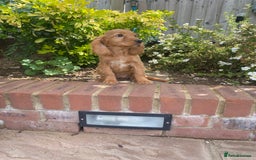 Cocker Spaniel dogs for sale: Gorgeous Adorable Golden Type Cocker  Spaniel  - Image 22