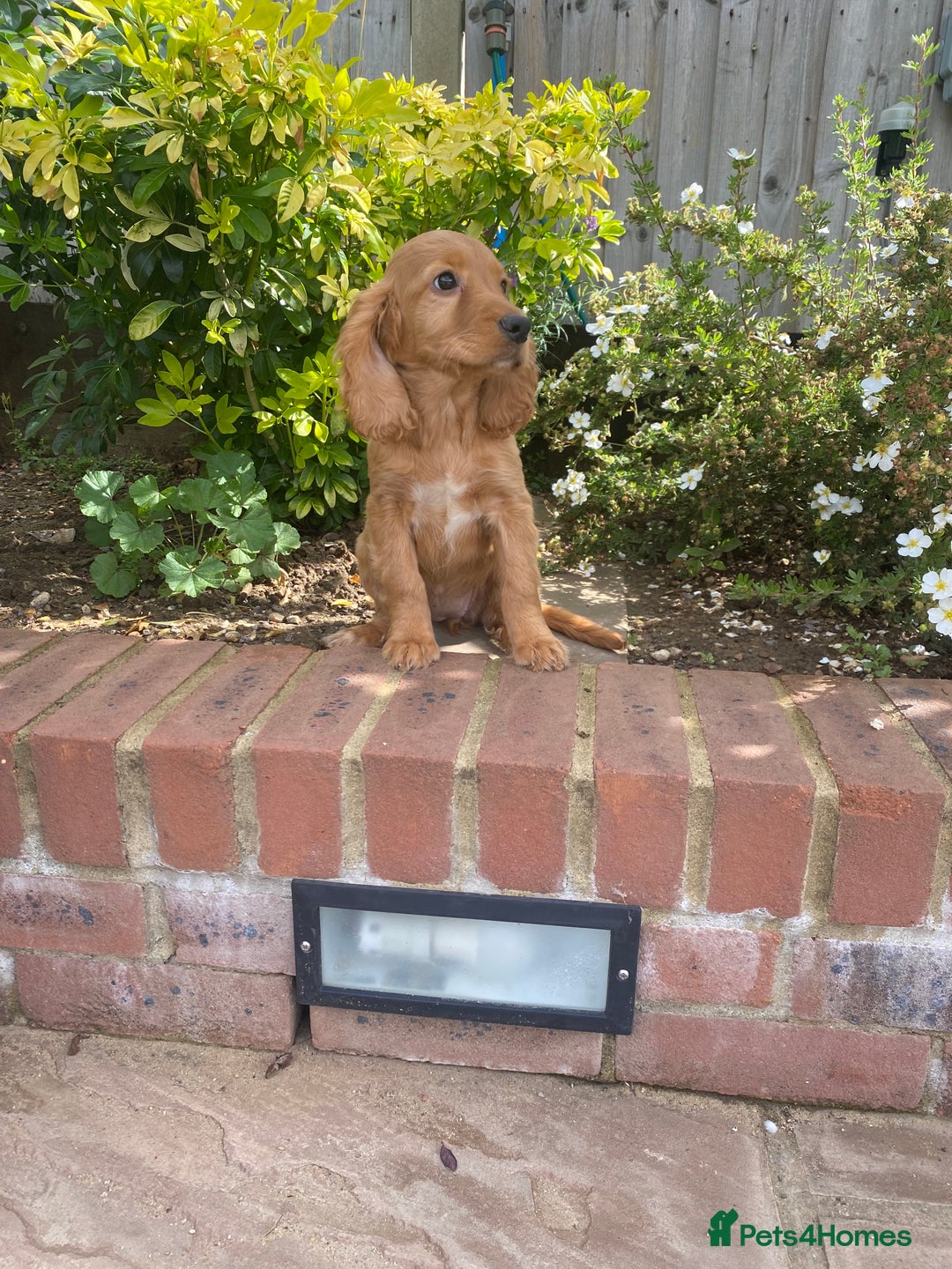 Cocker Spaniel dogs for sale: Gorgeous Adorable Golden Type Cocker  Spaniel  - Image 22