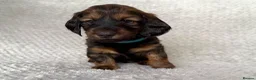 Dachshund dogs for sale: Standard Longhair Dachshunds  - Advert 12