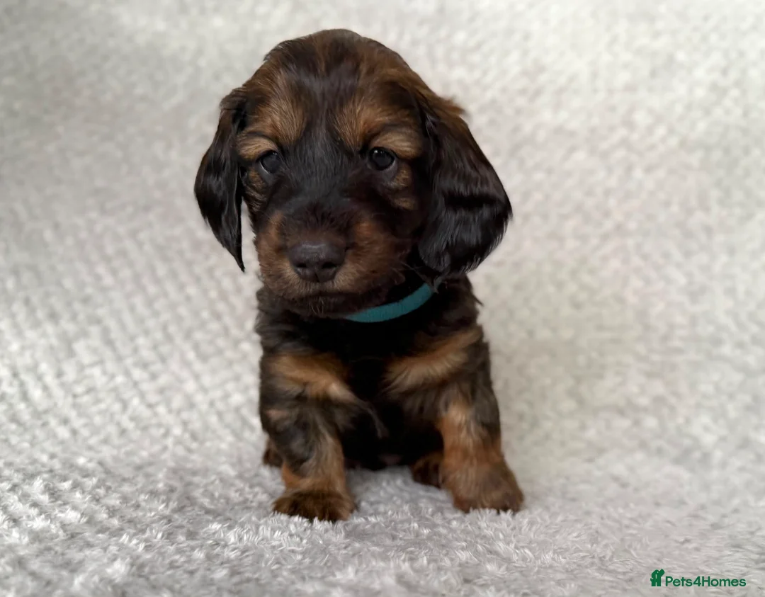 Dachshund dogs for sale: Standard Longhair Dachshunds  - Advert 12