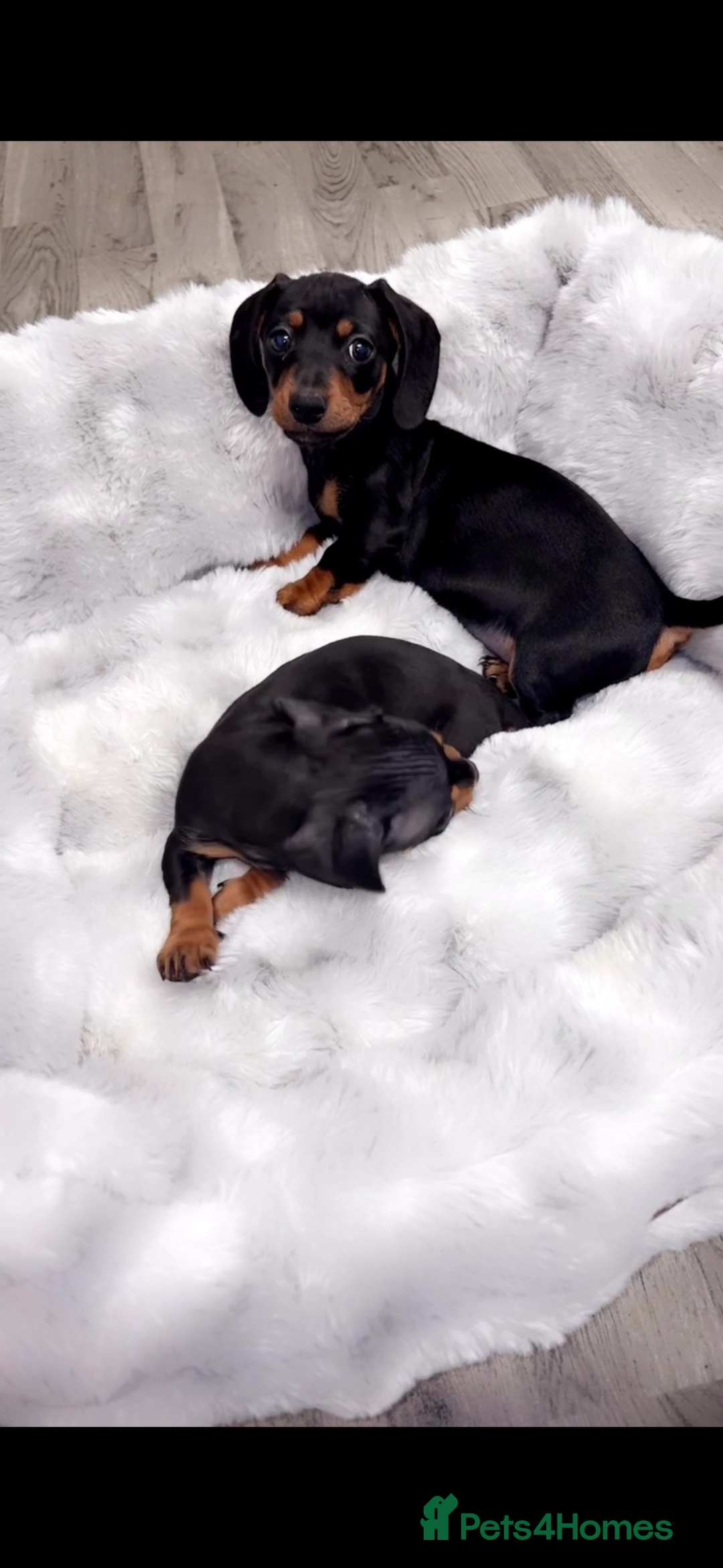 Miniature Dachshund dogs for sale: Ready To Leave 1 Female Miniature Dachshund - Advert 8