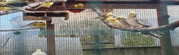 Cockatiels birds for sale: Cockatiels for sale - Advert 2