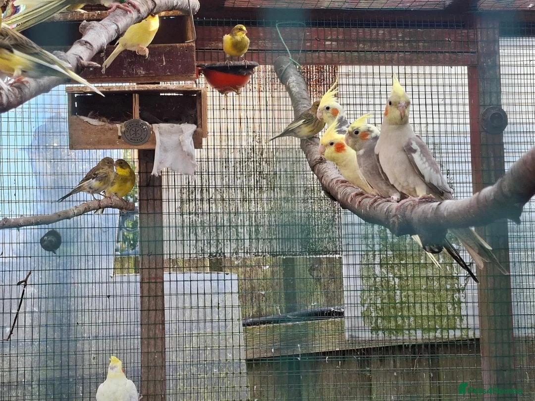 Cockatiels birds for sale: Cockatiels for sale - Advert 2