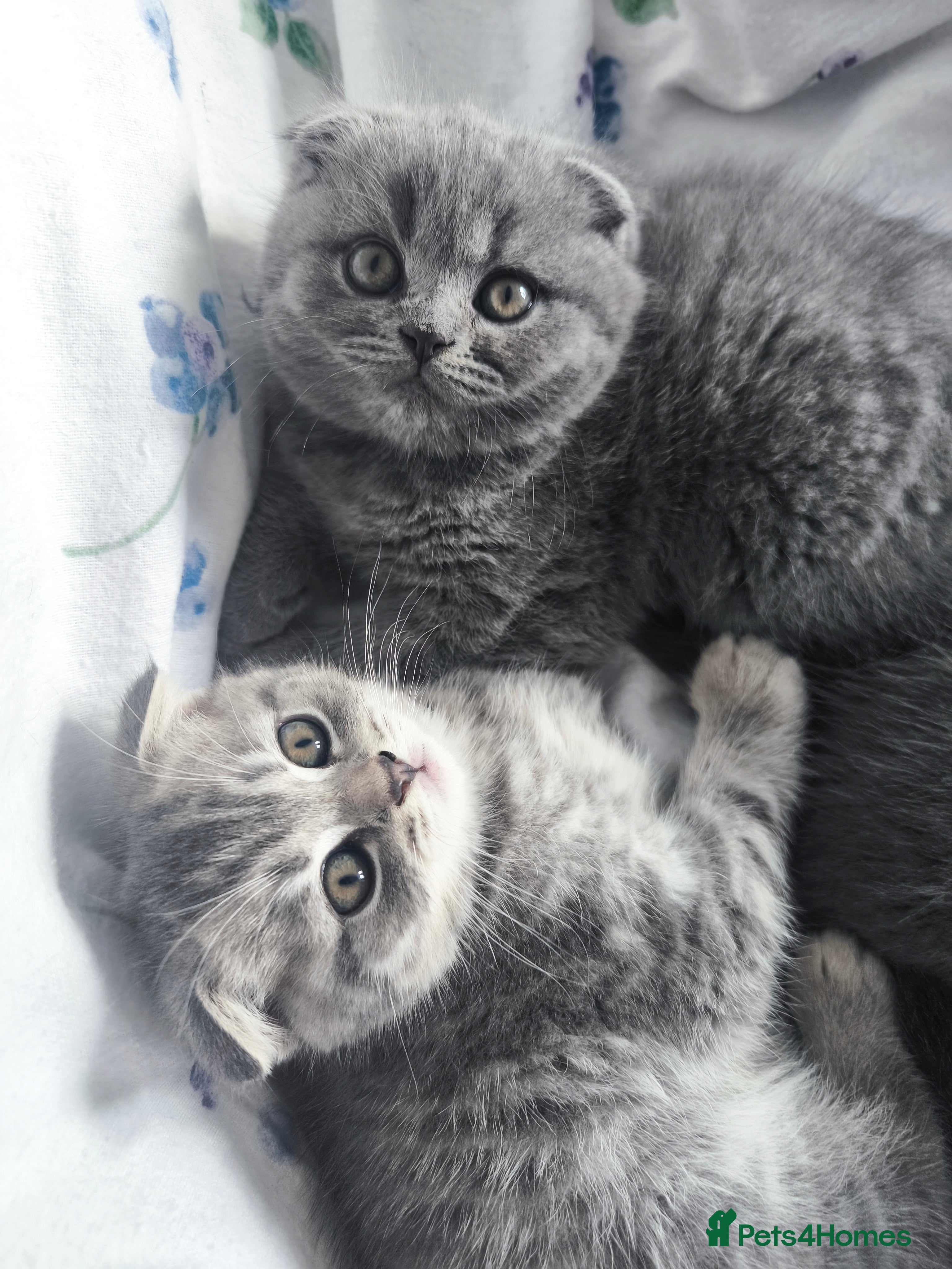 Scottish Fold cats for sale: Top-Quality Scottish Fold Kittens  - Advert 1
