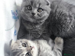 Scottish Fold cats Top-Quality Scottish Fold Kittens - Advert 11