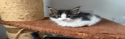 Maine Coon cats for sale: Maine coon kittens - Advert 12