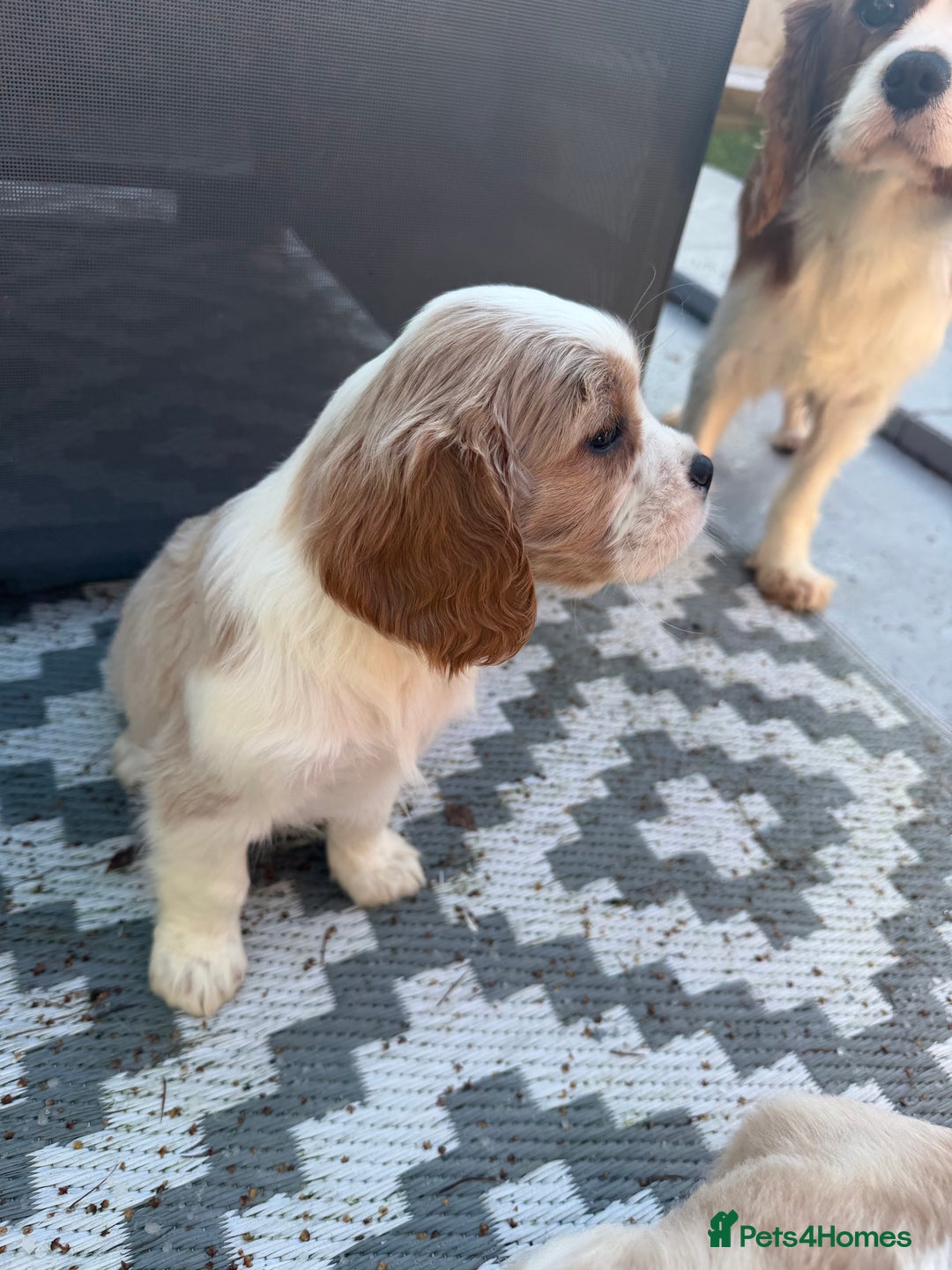 Cavalier King Charles Spaniel dogs for sale: 🐶King Charles Cavalier Puppies✨ STUNNING✨❤️🐶  - Advert 20