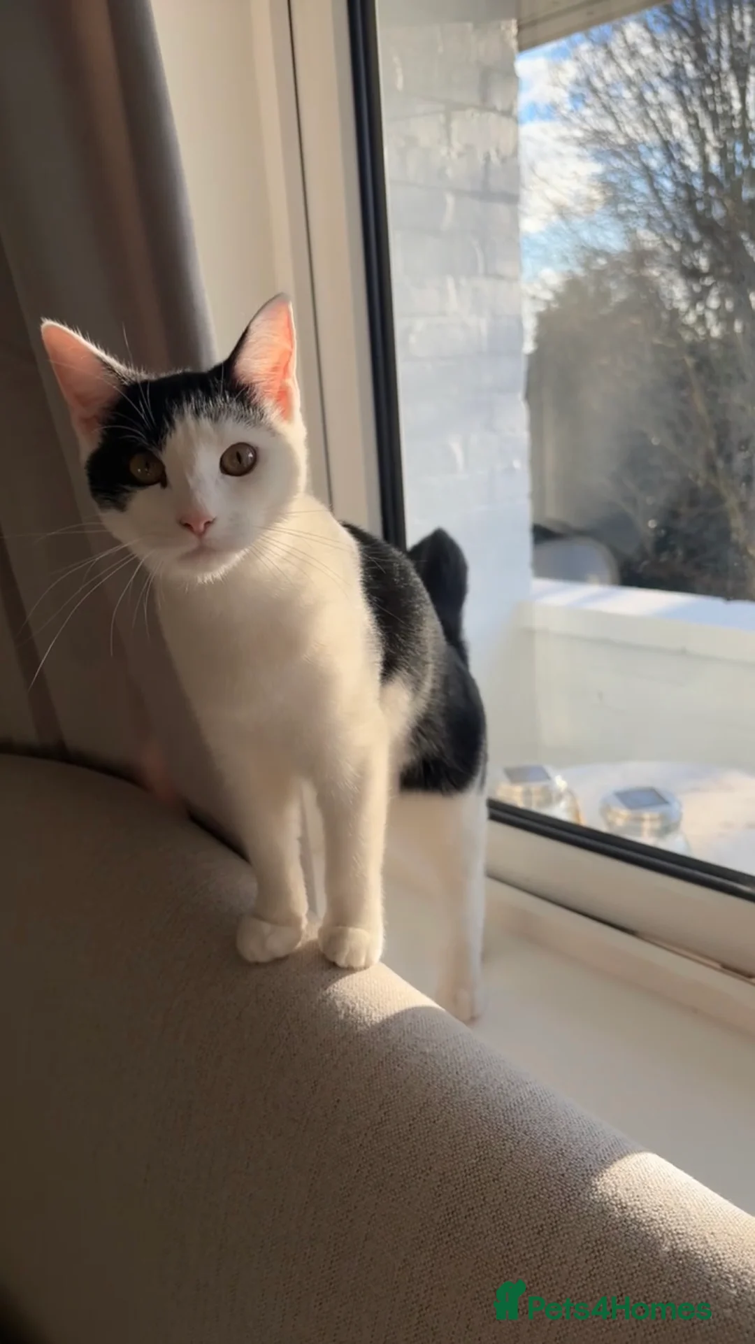 Mixed Breed cats for sale: 6 Month Old Adorable Mix Breed Brother and Sister. - Advert 9