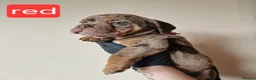 Olde English Bulldogge dogs for sale: Olde English Bulldoge litter of 8 - Advert 36