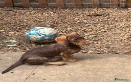 Miniature Dachshund dogs for sale: 8 months wire haired red teckel mini Daschund  - Image 2