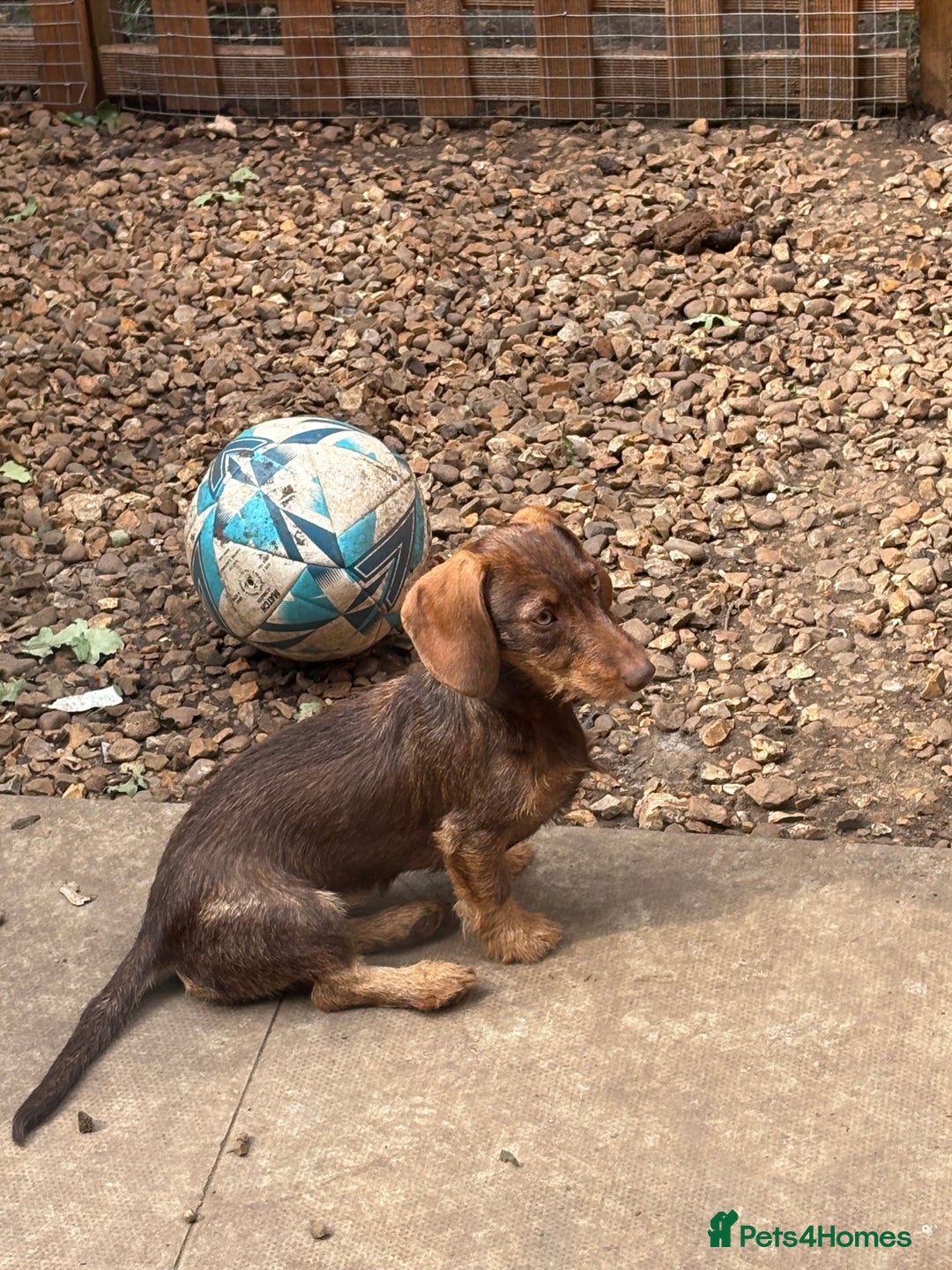 Miniature Dachshund dogs for sale: 8 months wire haired red teckel mini Daschund  - Image 2