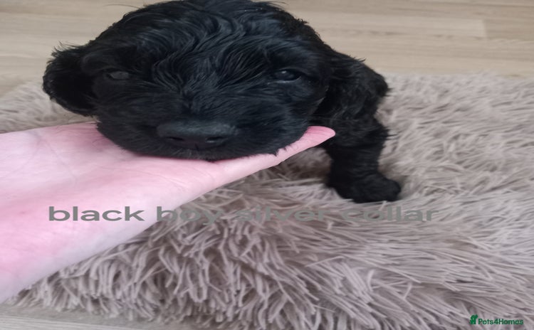 Cockapoo dogs - Advert 3