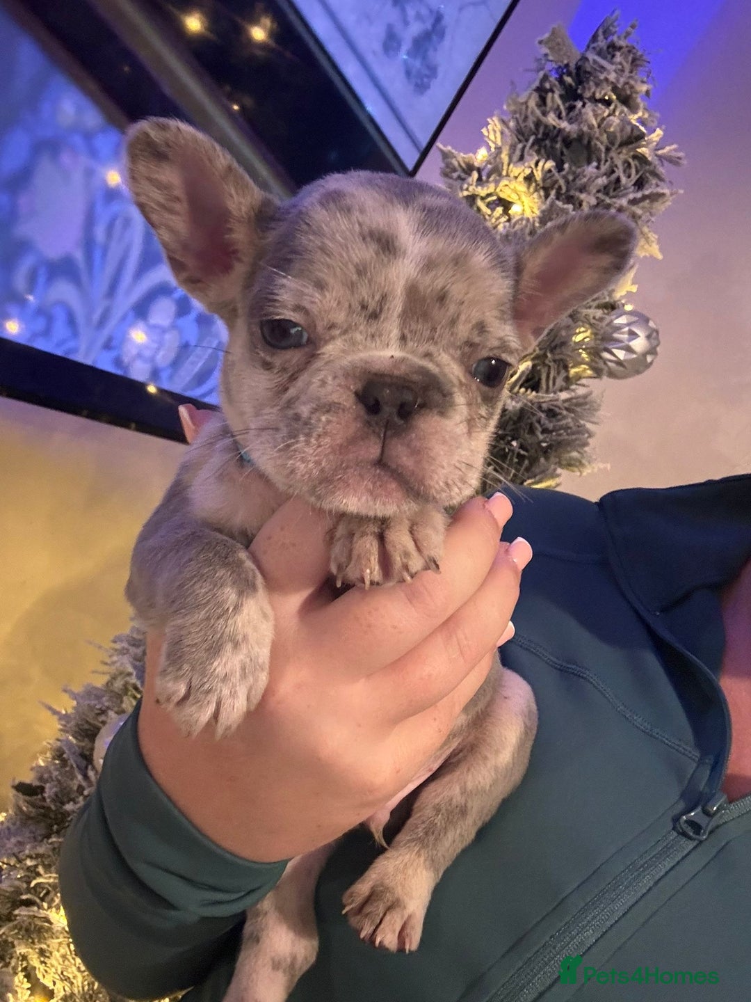 French Bulldog dogs for sale: French bulldog puppies  - Advert 9