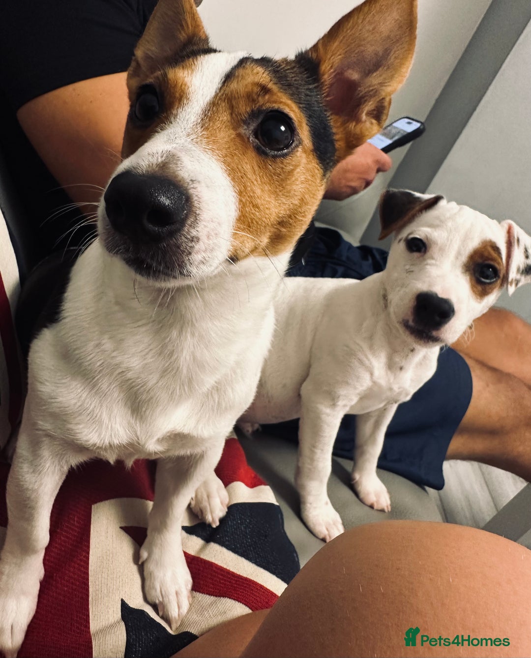 Jack Russell dogs for sale: Jack Russell  - Image 4