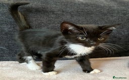 Mixed Breed cats for sale: Kitten for good home with all her belongings  - Image 5