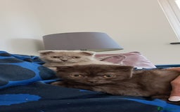 Scottish Fold cats for sale: Scottish Fold Females for Sale  - Image 13