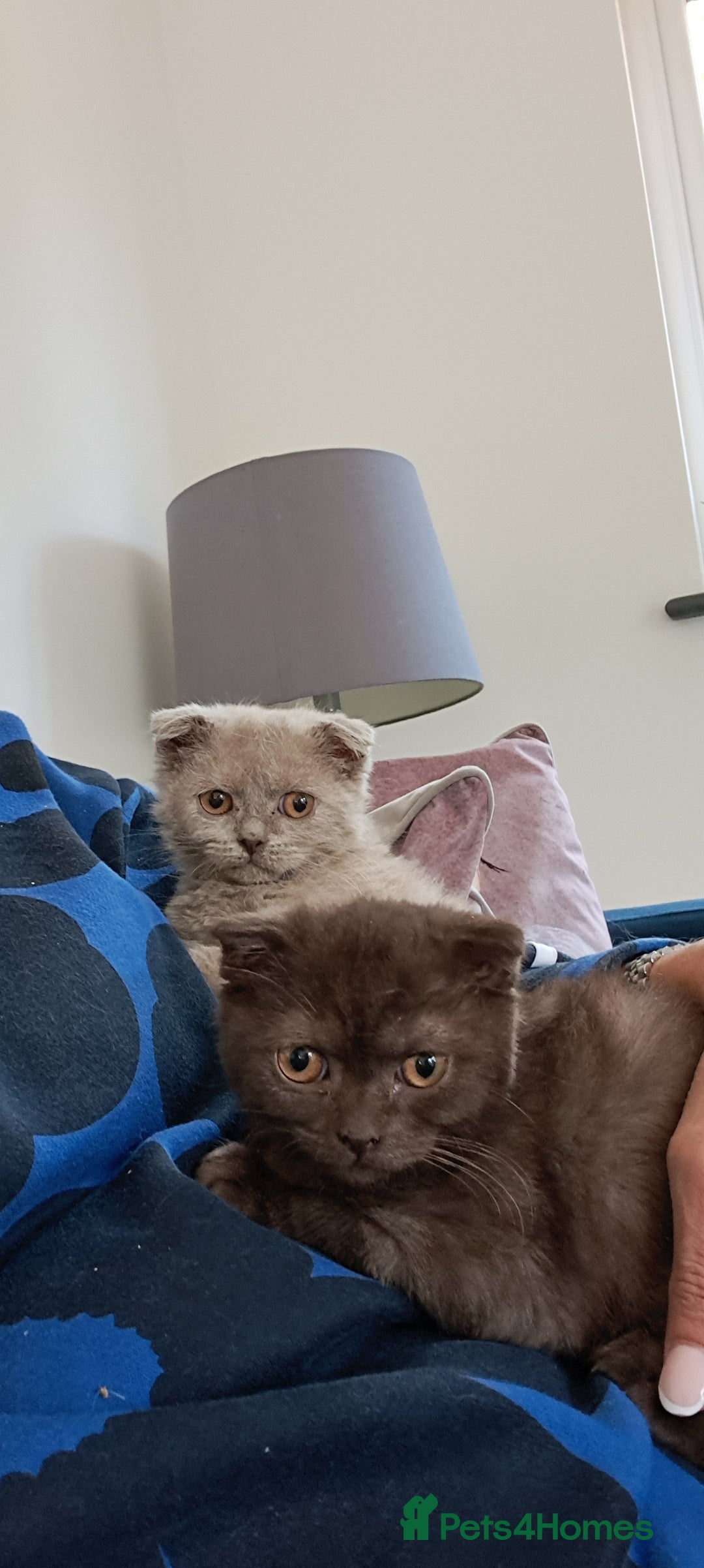 Scottish Fold cats for sale: Scottish Fold Females for Sale  - Image 13