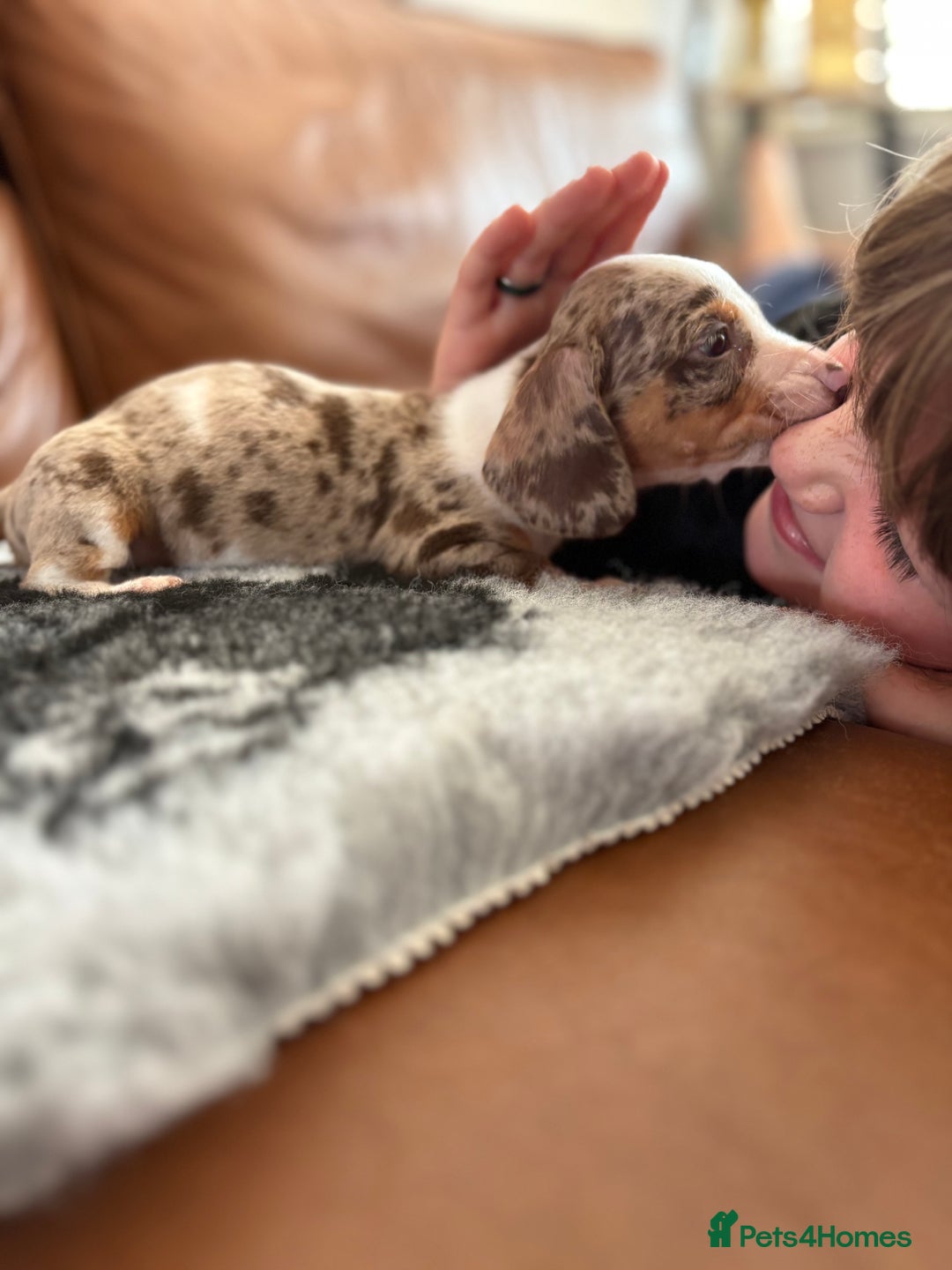 Dachshund dogs for sale: READY NOW KC Mini Dachshund - Image 5