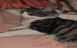Maine Coon cats for sale: willow maine coon cross begal - Image 10