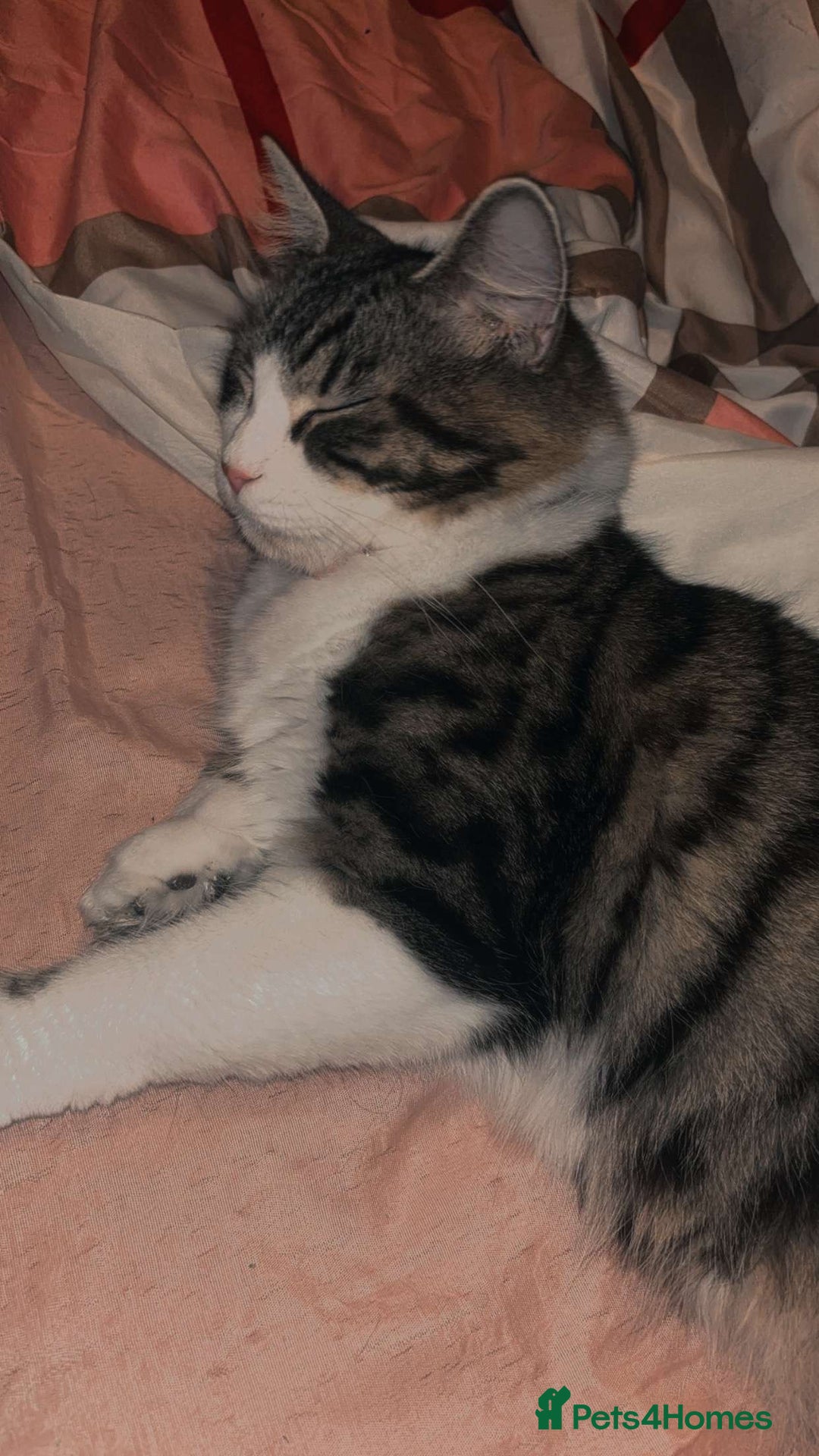 Maine Coon cats for sale: willow maine coon cross begal - Image 10