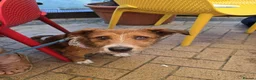 Mixed Breed dogs for adoption: Meet Lea, currently residing in Buckinghamshire  in Slough - Advert 4