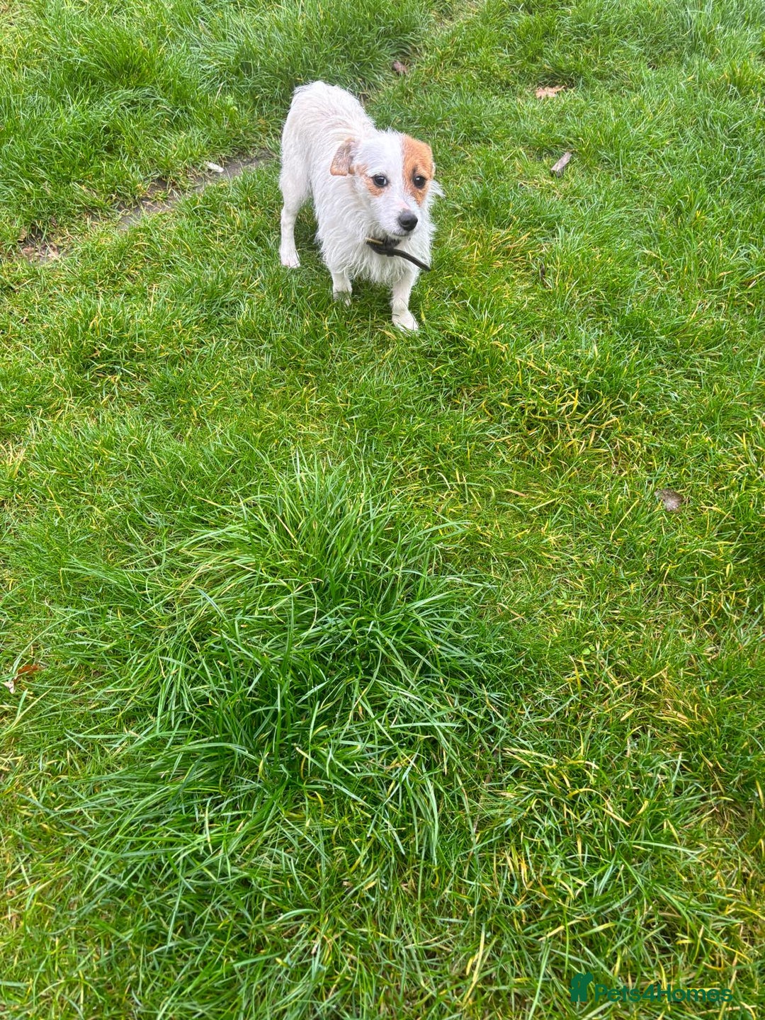 Jack Russell dogs for sale: 5 old-fashioned, rough head Jack Russell Puppies - Image 11