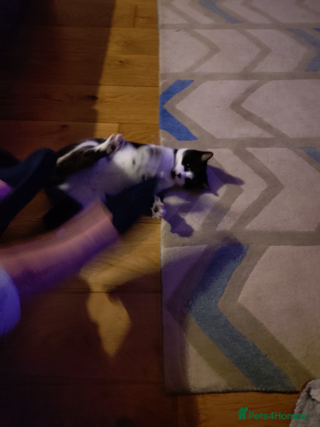 British Shorthair cats for sale: Affectionate male young cat - Advert 3