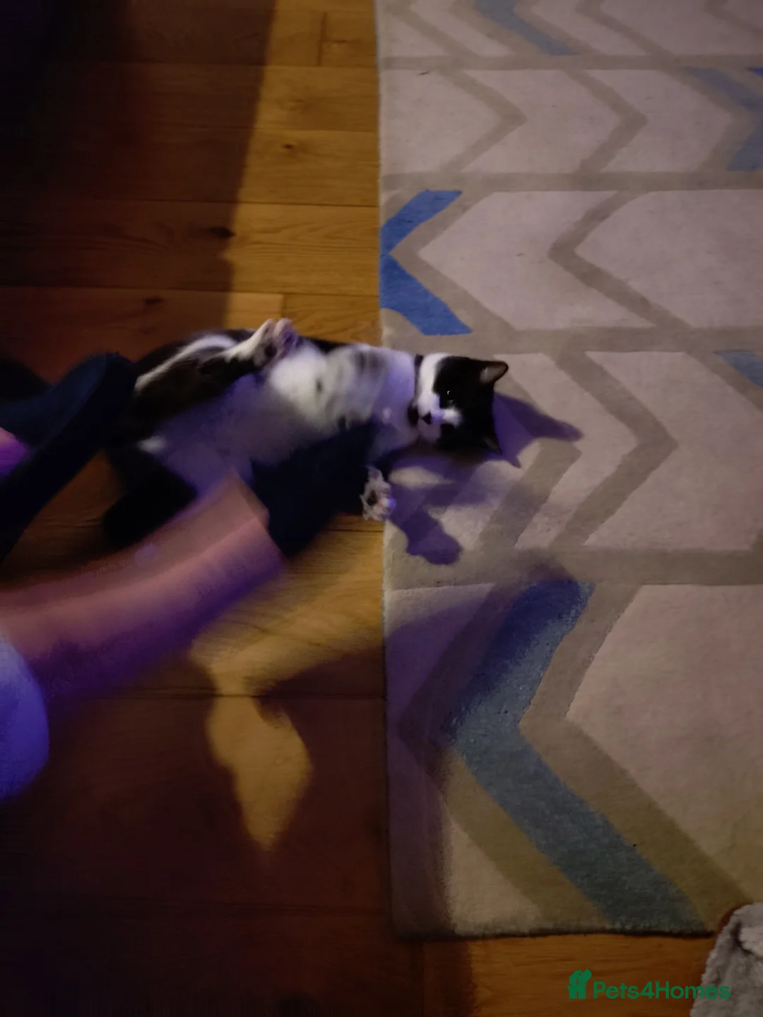 British Shorthair cats for sale: Affectionate male young cat - Advert 3