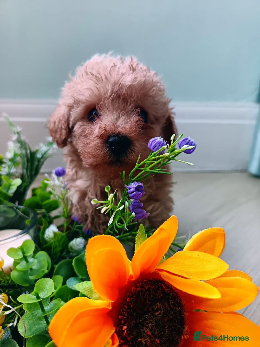 Toy Poodle dogs for sale: Toy Poodles from k.c.registered DNA tested parents - Image 7