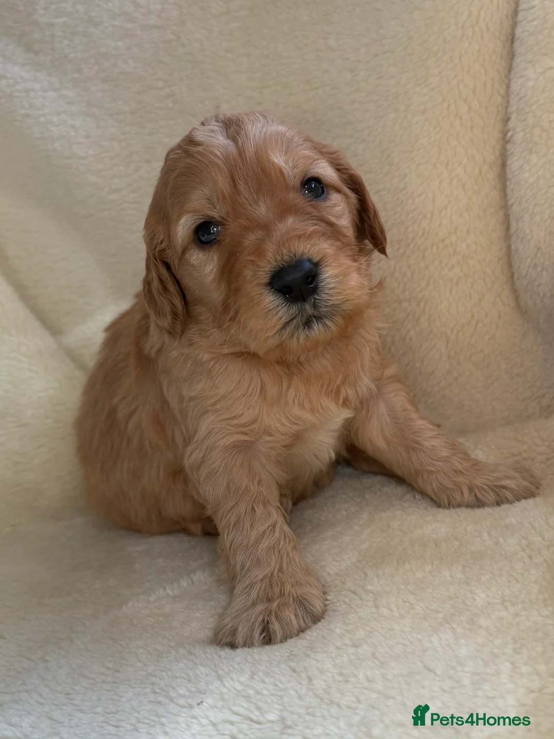 Double Doodle dogs for sale: Exceptionally marked Double doodles puppies - Advert 4