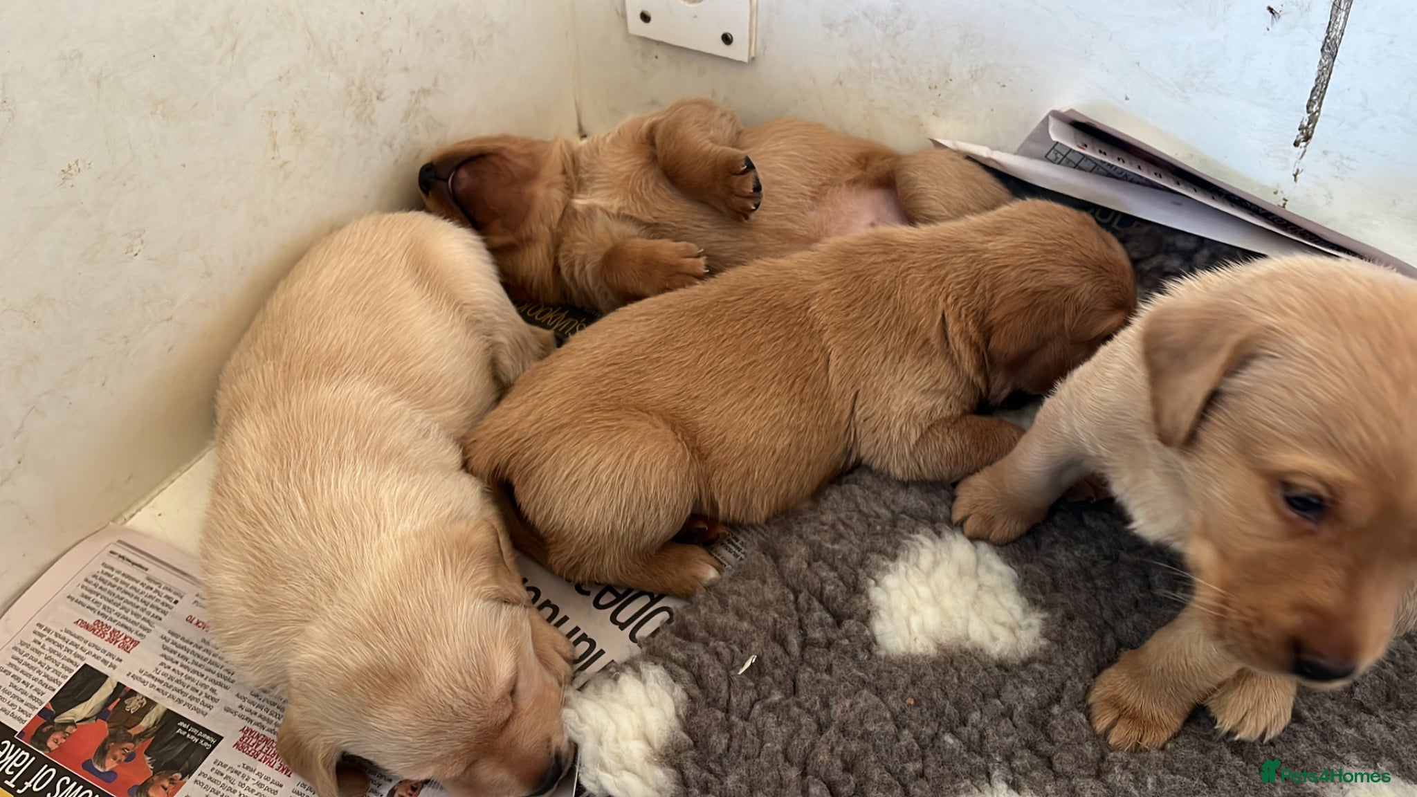 Labrador Retriever dogs Labrador puppies. Working lines - Advert 4