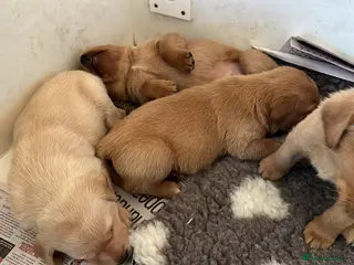 Labrador Retriever dogs Labrador puppies. Working lines - Advert 4