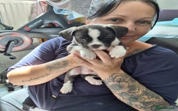 Mixed Breed dogs for sale: Frenchie chihuahua ( bullhuahua) - Image 1