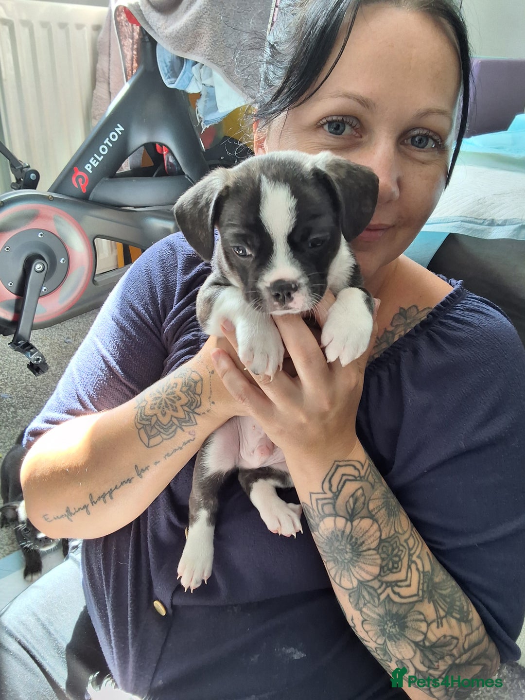 Mixed Breed dogs for sale: Frenchie chihuahua ( bullhuahua) - Image 1