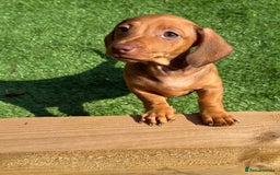 Miniature Dachshund dogs for sale: 5 miniature dachshund puppies  - Image 1
