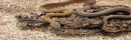 Corn Snake reptiles for sale: Beautiful, Captive-Bred Corn Snakes – DJL Exotics - Advert 13