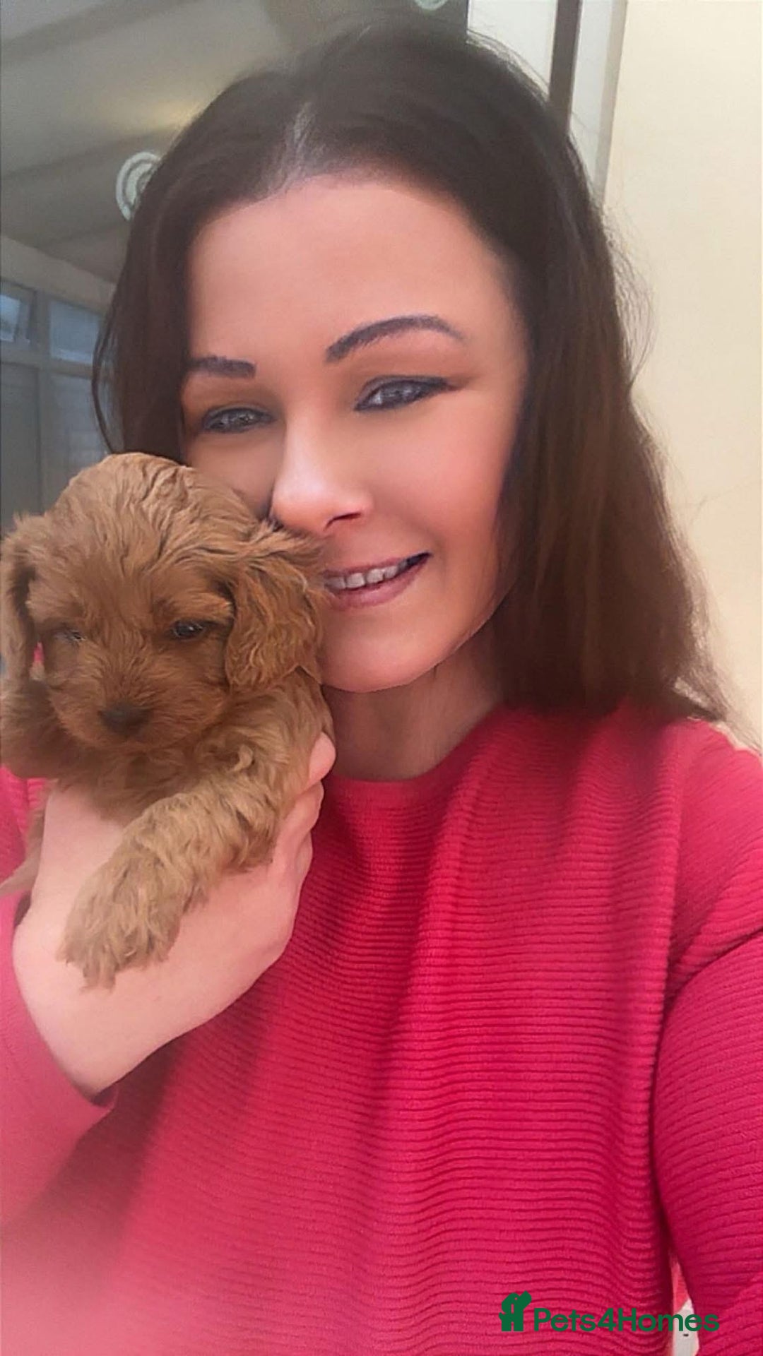 Cavapoo dogs for sale: Toy Cavapoo F1B Health dna tested - Advert 2