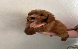 Cockapoo dogs for sale: Fluffy F1 puppies ready 27-09  - Image 10