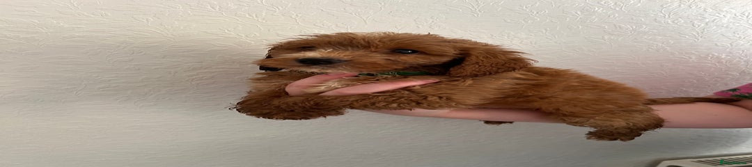 Cockapoo Puppy 3