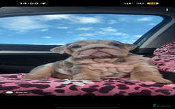 English Bulldog dogs for sale: 🐶🔥 English Bulldogs ready to go 🔥🐶 REDUCED!! - Image 5
